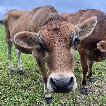 泽西水滨丽笙酒店 4*